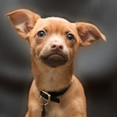 ChihuahuaThreads
