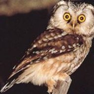 La Boîte à Merveilles صندوق العجائب