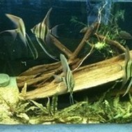 archange60pierrefonds