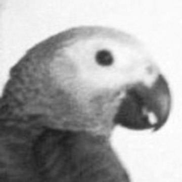 mahki
