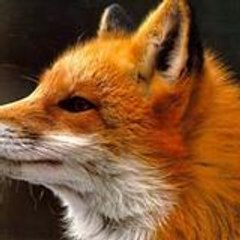 foxvan