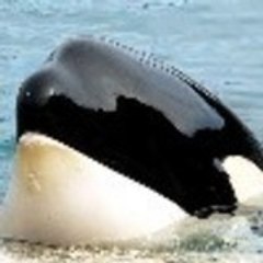 wiki80