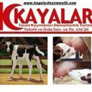 KAYALAR DANIŞMANLIK