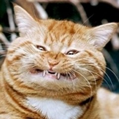 stimilus