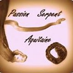 Sebastien_Dhaisne_2