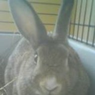 Fanny Boutonné Volkaert