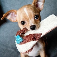 Funny Animal videos