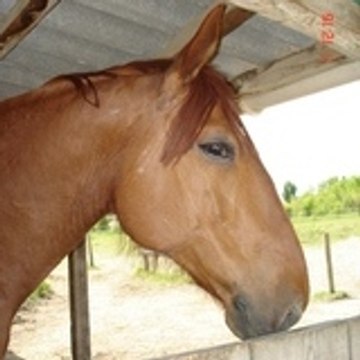 luxan