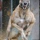 la galga y la galguera
