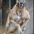 la galga y la galguera