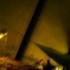 shep_mouche