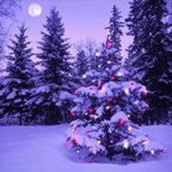 Montréal - Québec, Canada