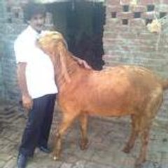 Awais Anees