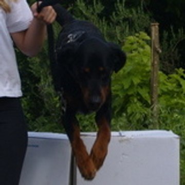 zorotte