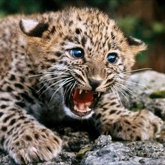 lionsfightingtodeath
