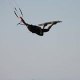Cab's Kitewear