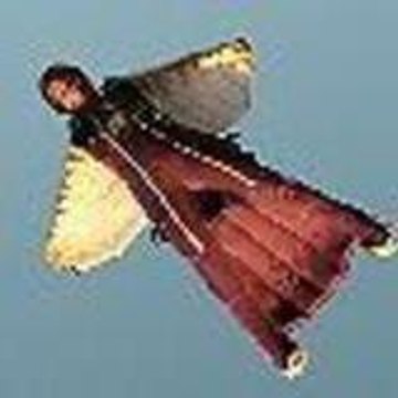Tailwind