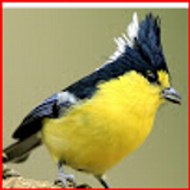 منتديات أبو هديل