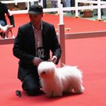 Cotons de Jouvance