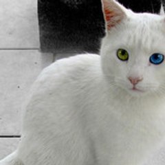 semocann