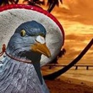 Cédépé Le Pigeon Voyageur