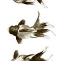 CBaqua