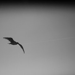 Guilhem Candie