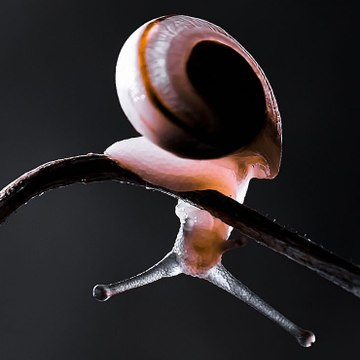 kazDu`