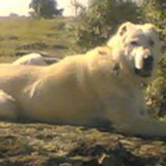 KAYSERİ MİMARSİNAN Kangal