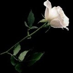 1000whiterose
