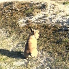 DUCHEMINAUXMANDRAGORES