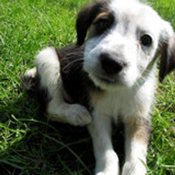 AdiestraraUnPerro