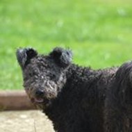 Guylaine Damenet Faucheux