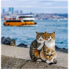 Garip