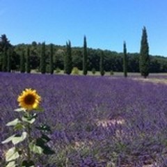 La lavande de Montélimar