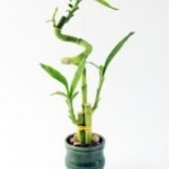 Lucky Bamboo