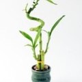 Lucky Bamboo