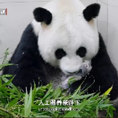 wang wang