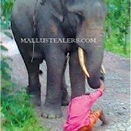 Mallustealers(.)com Ko