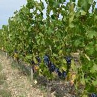 Bordeaux vins de rêve