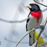 الشاعر و المؤلف عبد الكريم