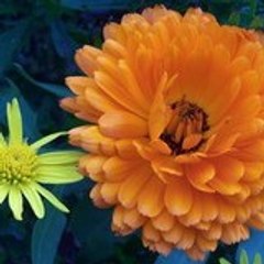FLORESTRELA