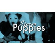 StarsPuppies