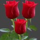 Maqsood