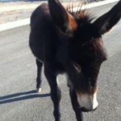 Martin Biguet-Mermet