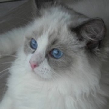 RAGDOLLAMOUR, PASSION RAGDOLL