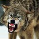 wolfman082