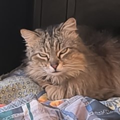 Crisu
