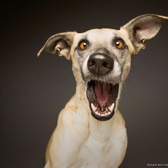 DoggyMan