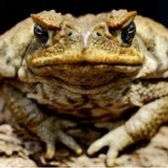 frogzlegz